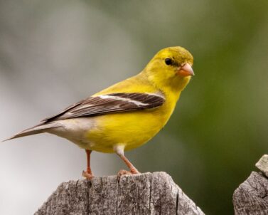 Hand-fed cockatiel for sale in California