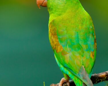Green Cheek Conure perched on hand, Southern California