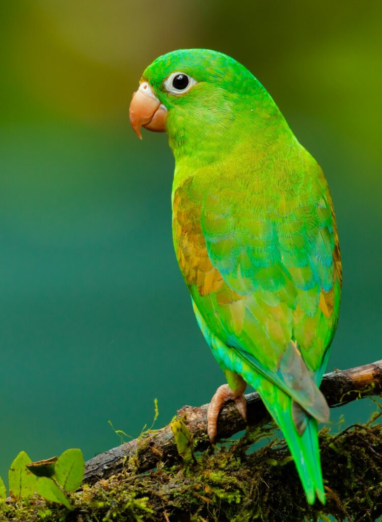 Green Cheek Conure perched on hand, Southern California
