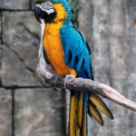 How Long Do Parrots Live? Lifespan by Species (Complete Guide)