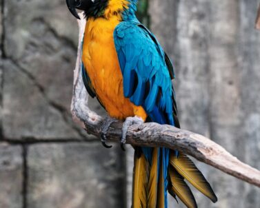 Parrot lifespan how long do parrots live guide